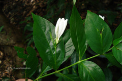 Diotacanthus albiflorus